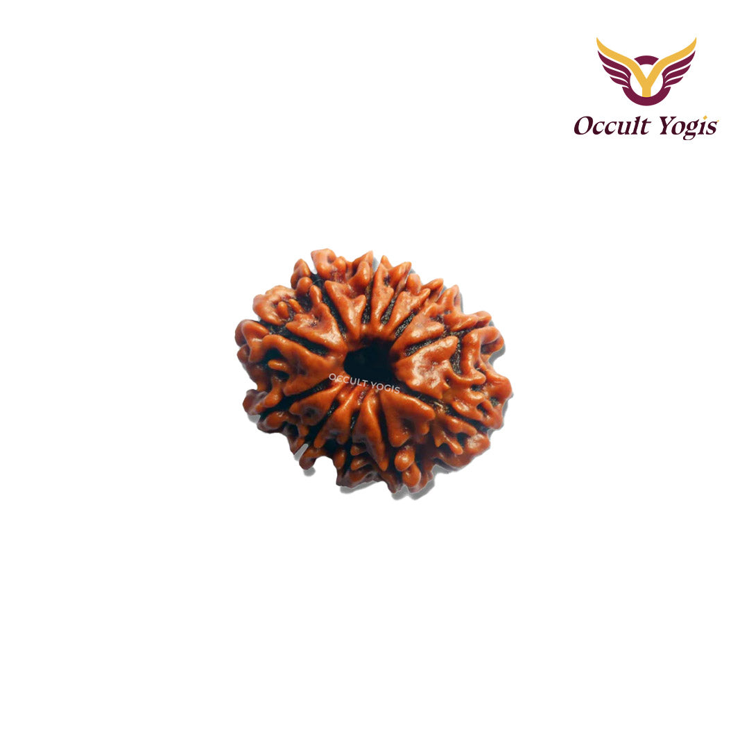11 Mukhi Rudraksha