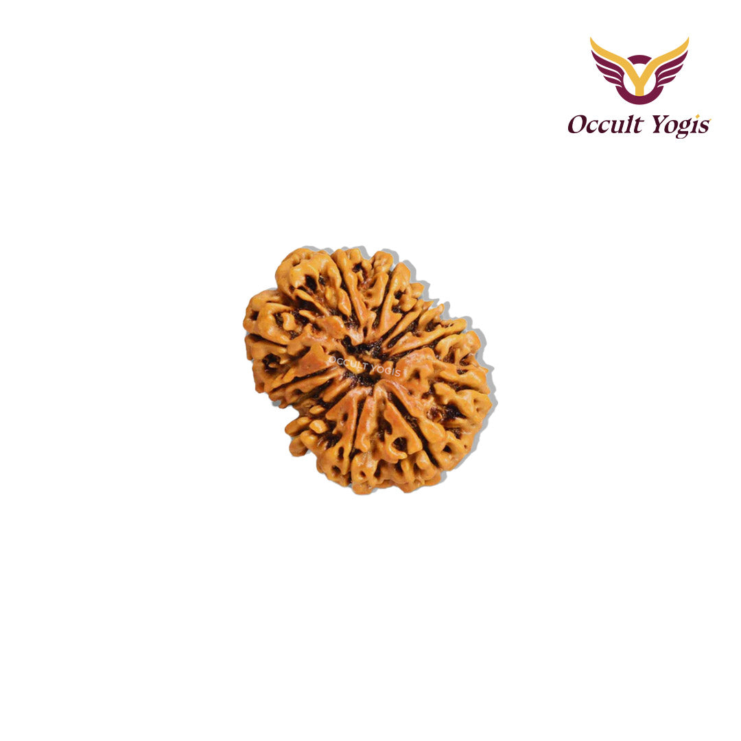 12 Mukhi Rudraksha