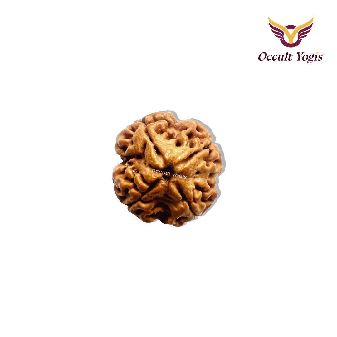 4 Mukhi Rudraksha - Nepali