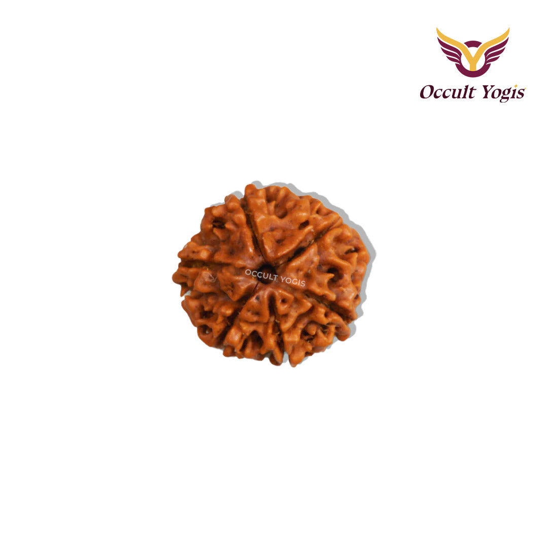 6 Mukhi Nepali Rudraksha