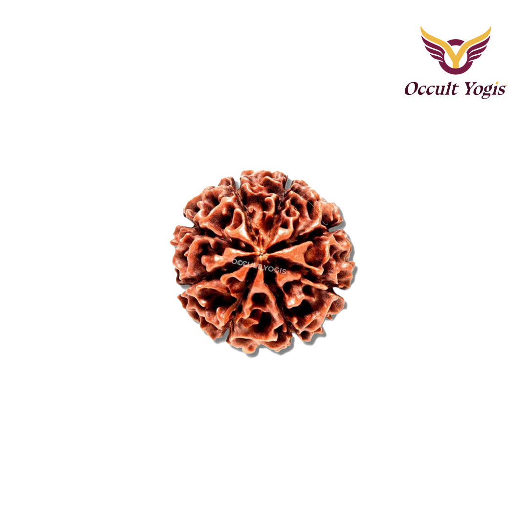 8 Mukhi Rudraksha