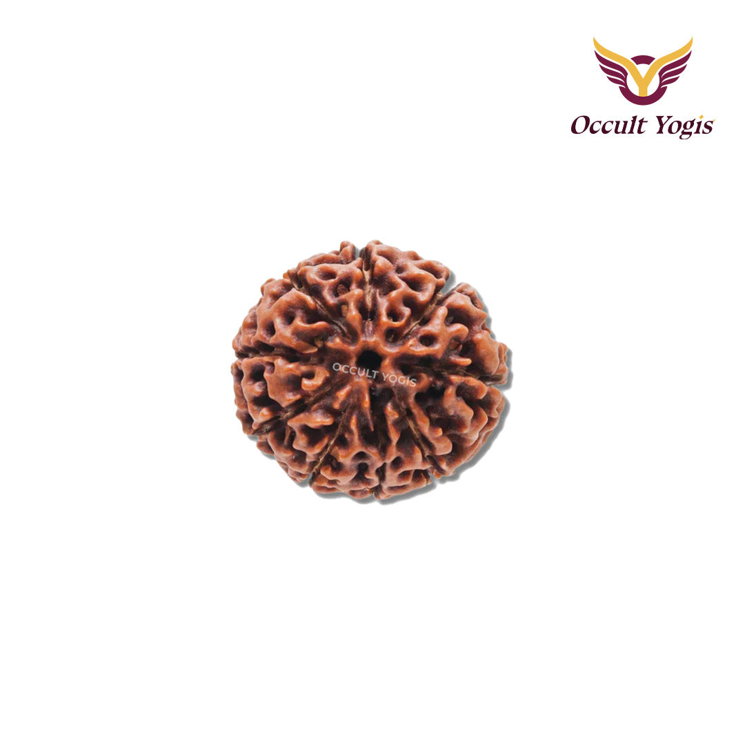 9 Mukhi Rudraksha
