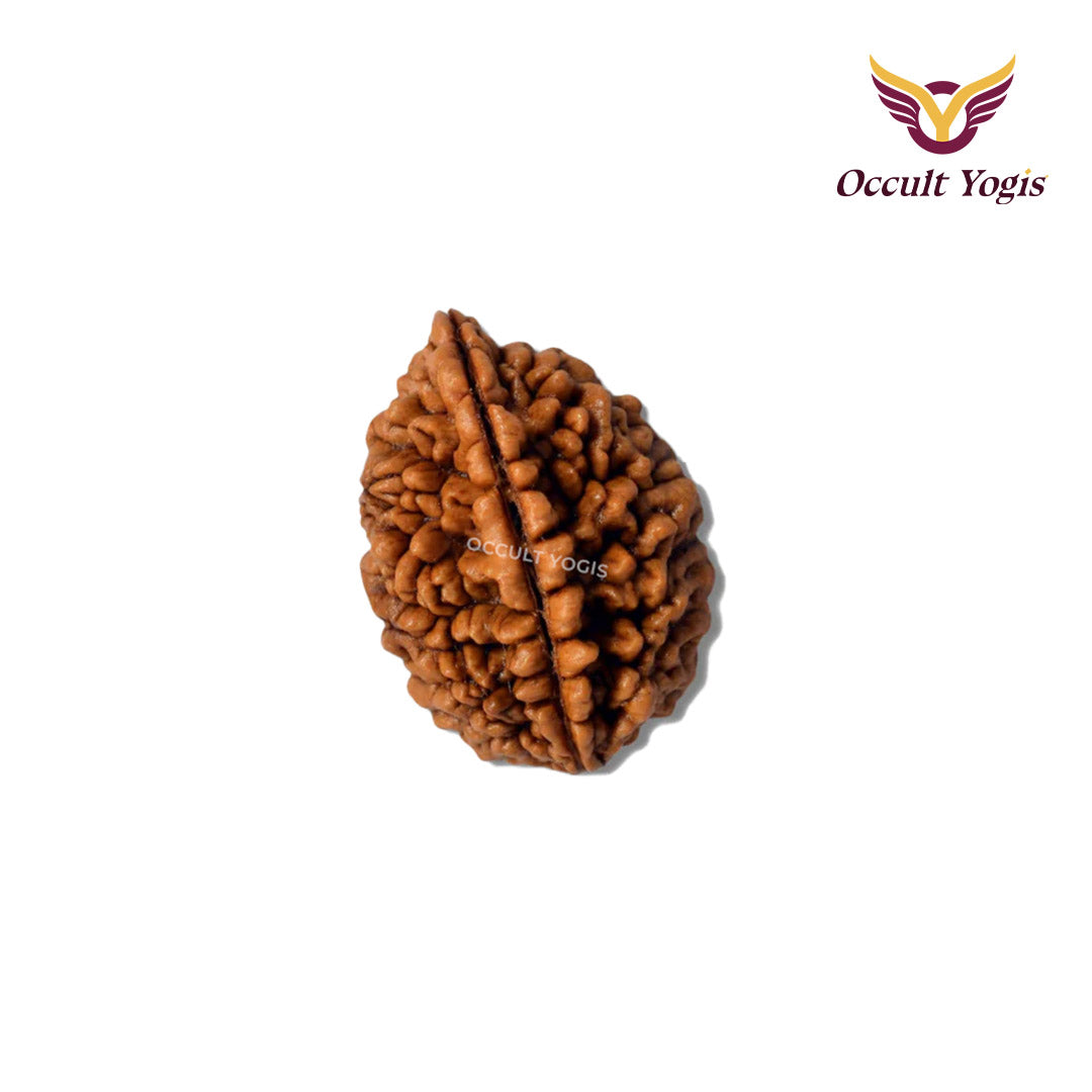2 Mukhi Rudraksha