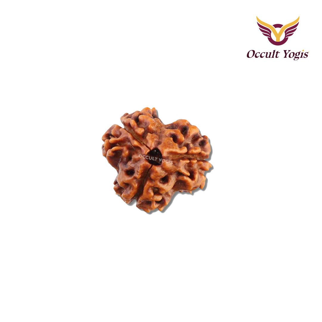 3 Mukhi Rudraksha