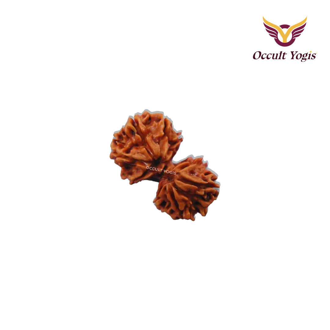 Gauri Shankar Rudraksha