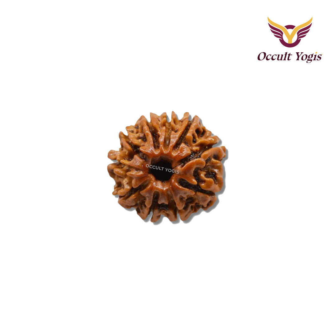 10 Mukhi Rudraksha