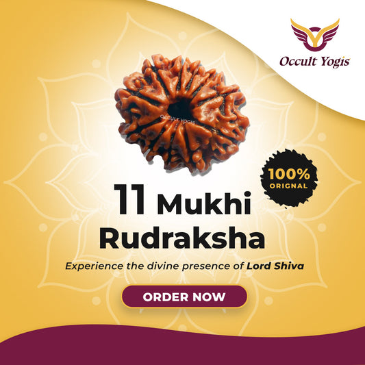 11 Mukhi Rudraksha