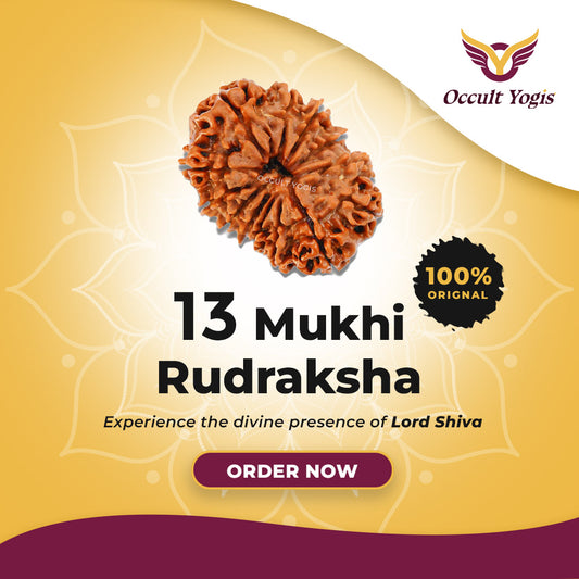 13 Mukhi Rudraksha