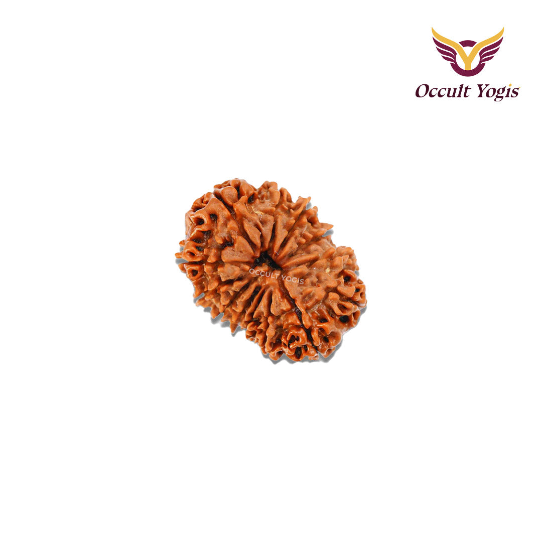 13 Mukhi Rudraksha