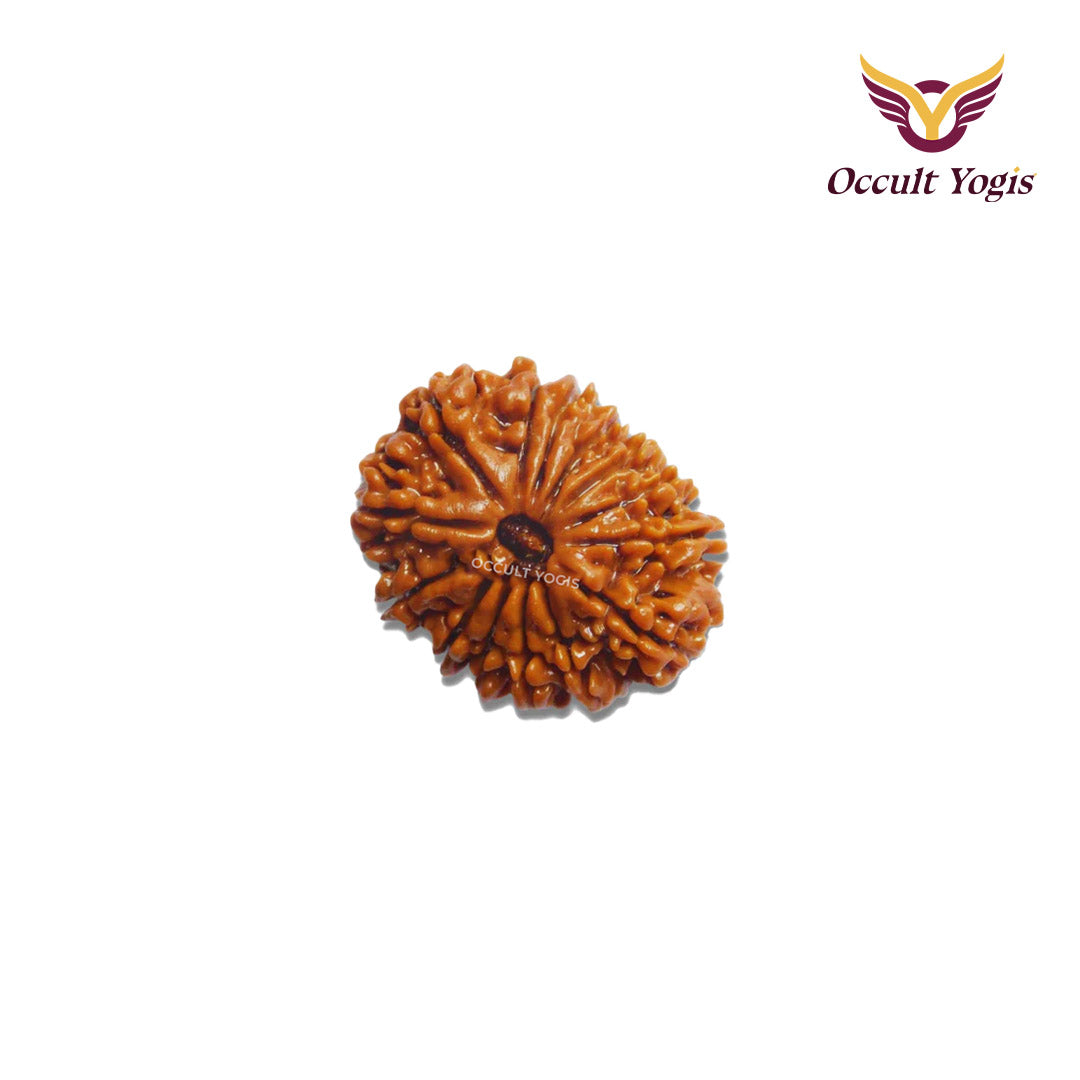 14 Mukhi Rudraksha