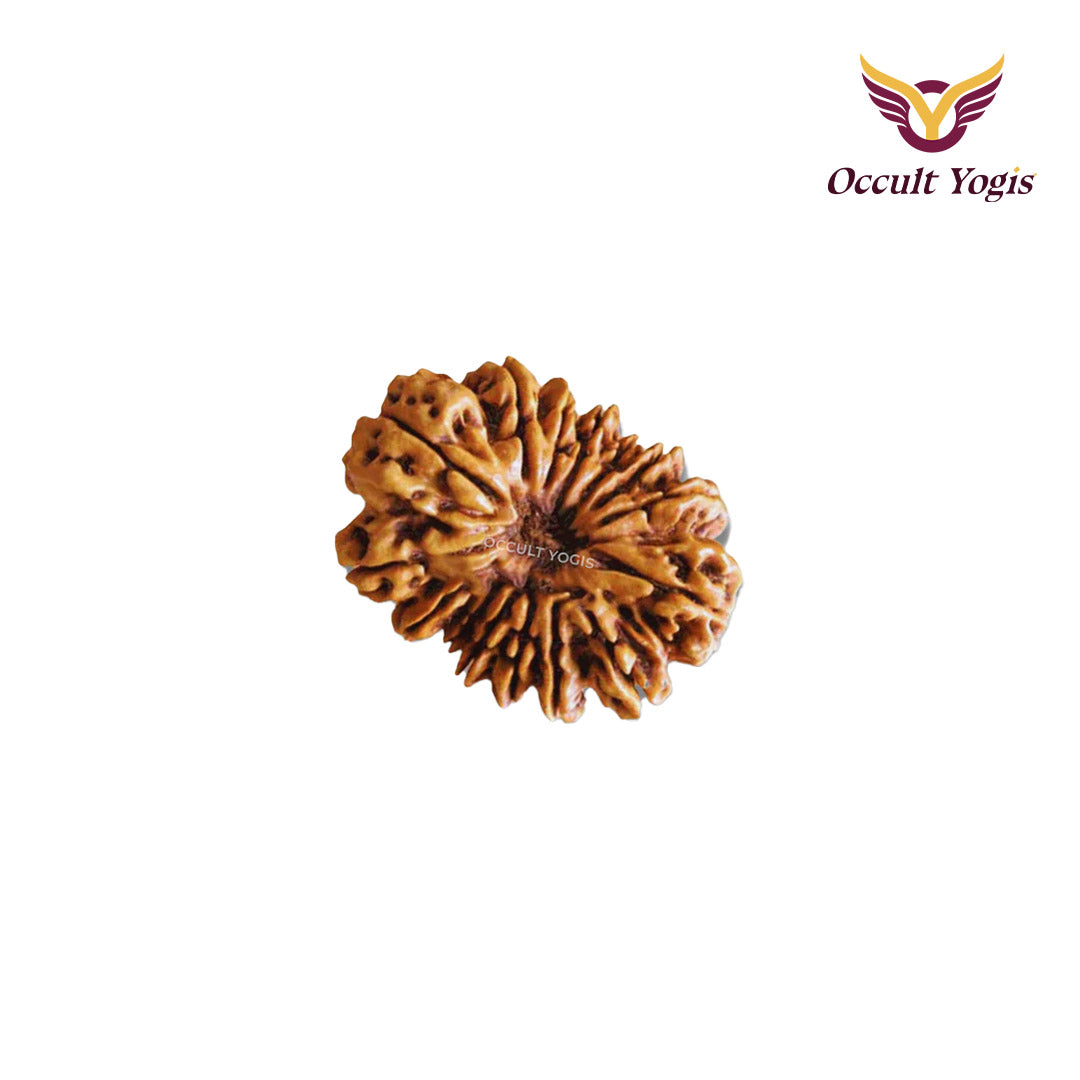 15 Mukhi Rudraksha