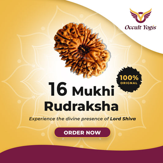 16 Mukhi Indonesian Rudraksha