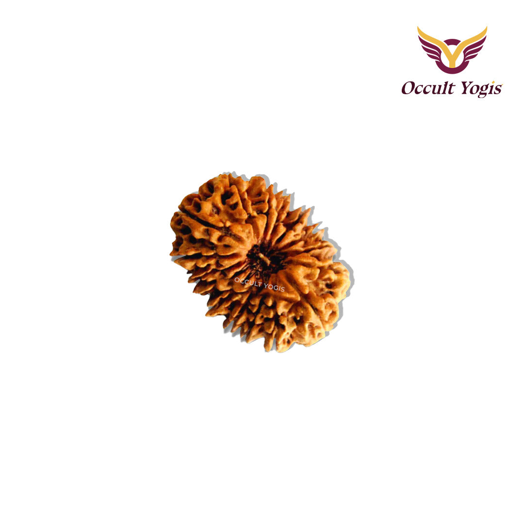16 Mukhi Indonesian Rudraksha