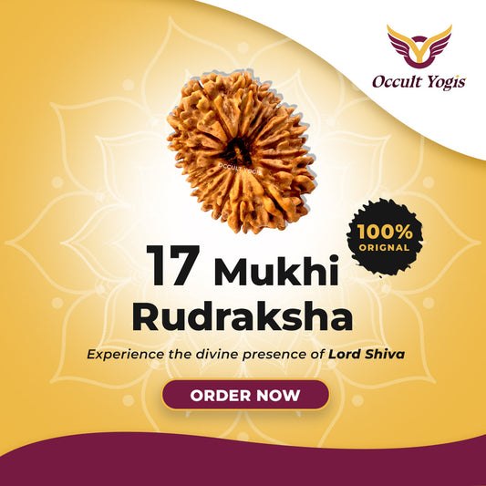 17 Mukhi Indonesian Rudraksha