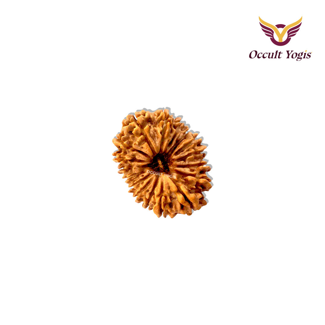 17 Mukhi Indonesian Rudraksha