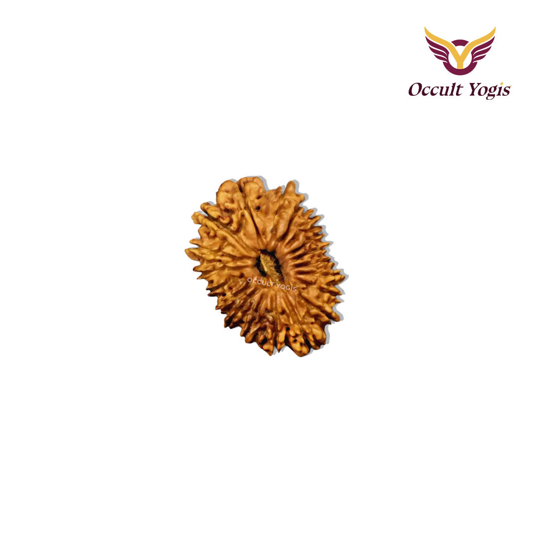 19 Mukhi Indonesian Rudraksha