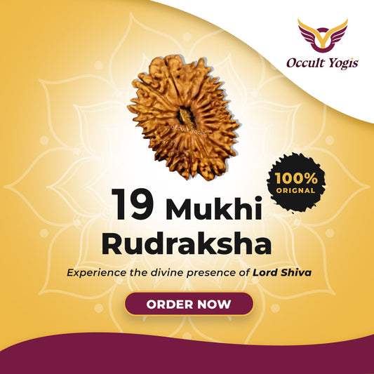 19 Mukhi Indonesian Rudraksha