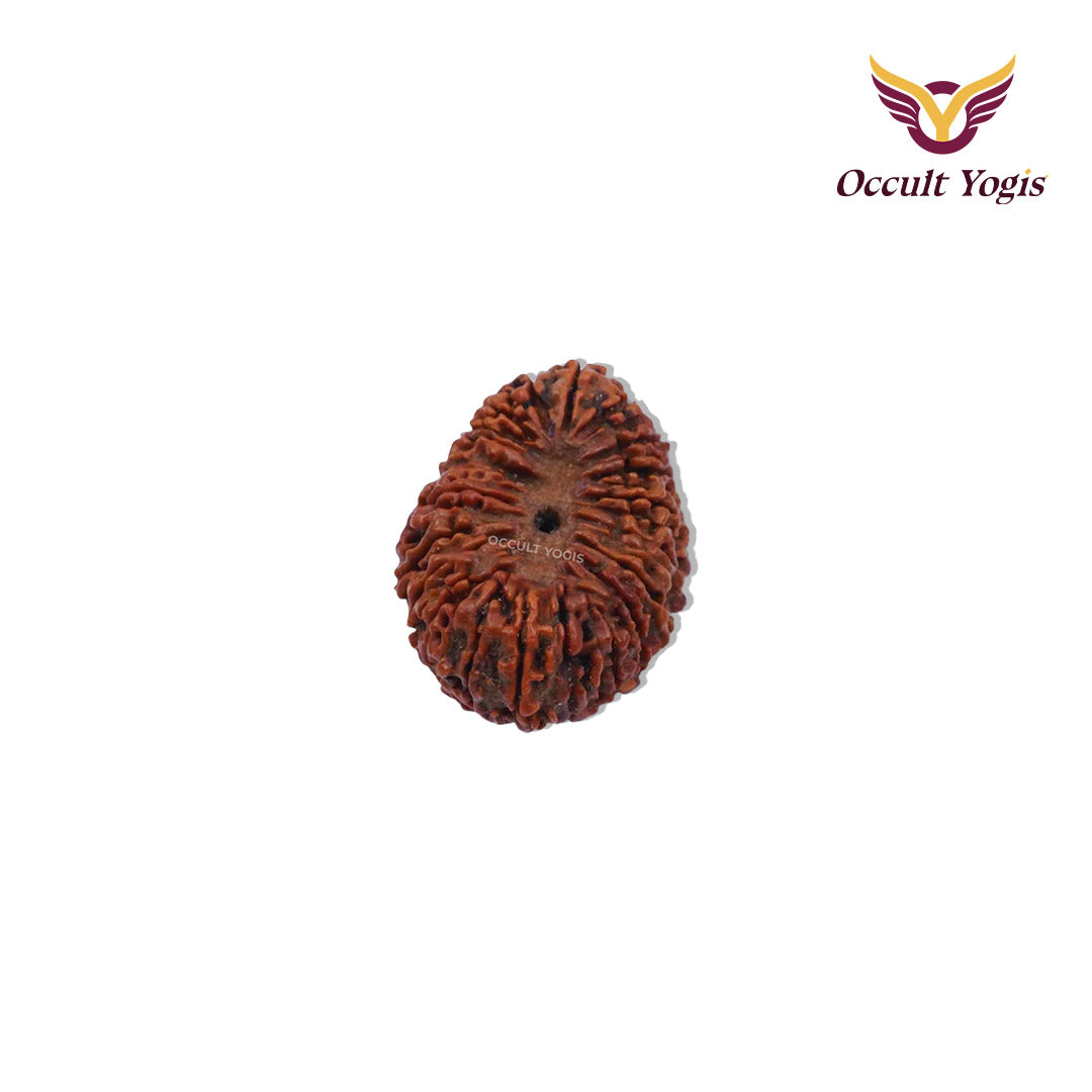 20 Mukhi Indonesian Rudraksha