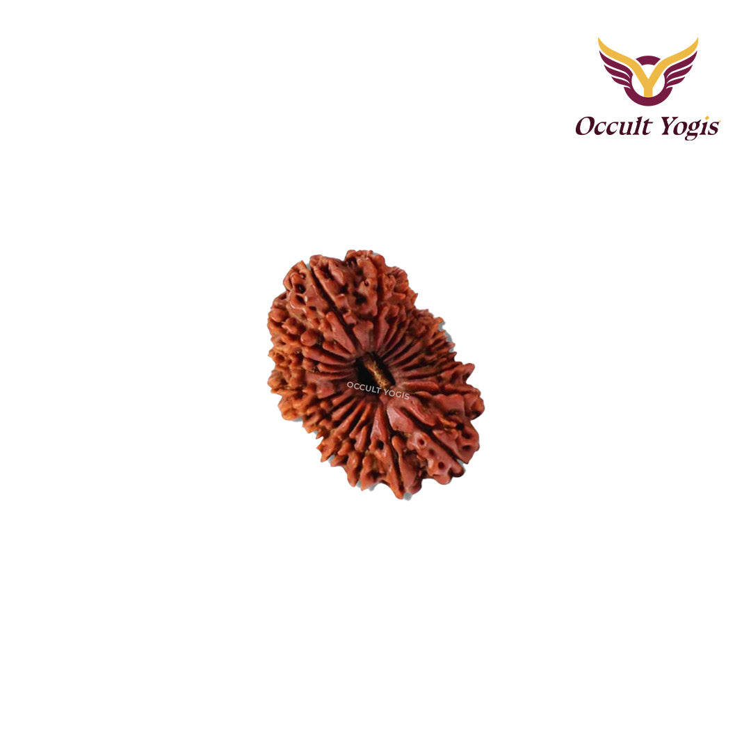 21 Mukhi Indonesian Rudraksha
