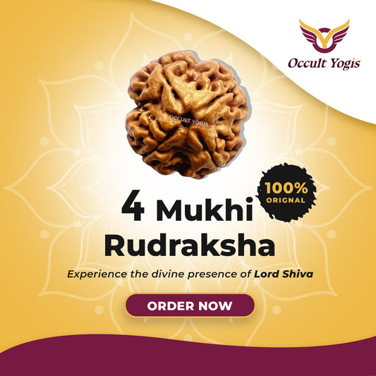 4 Mukhi Rudraksha - Nepali