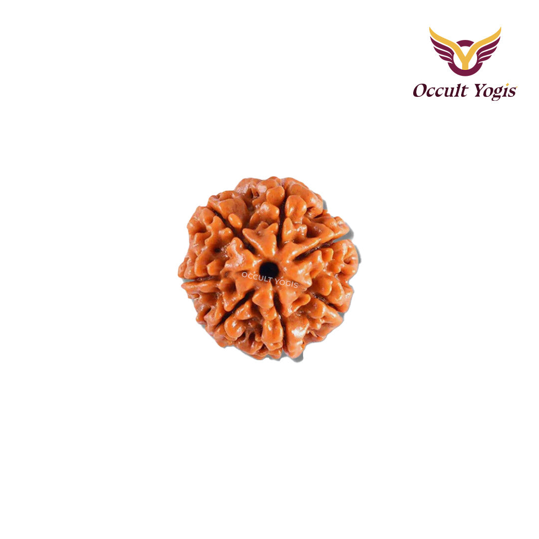 7 Mukhi Nepali Rudraksha