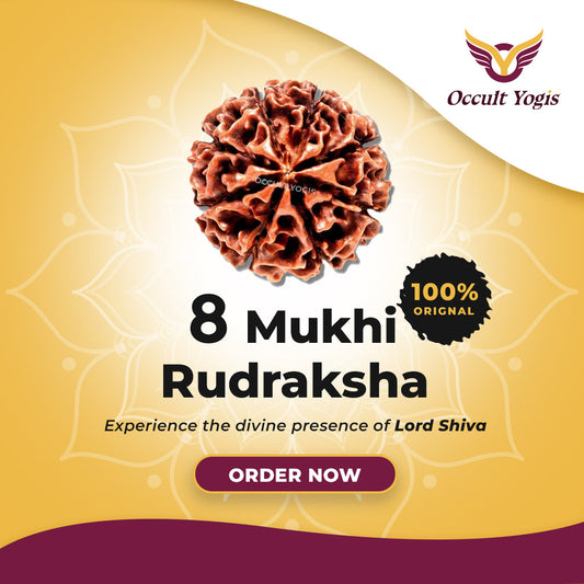 8 Mukhi Rudraksha