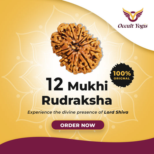 12 Mukhi Rudraksha
