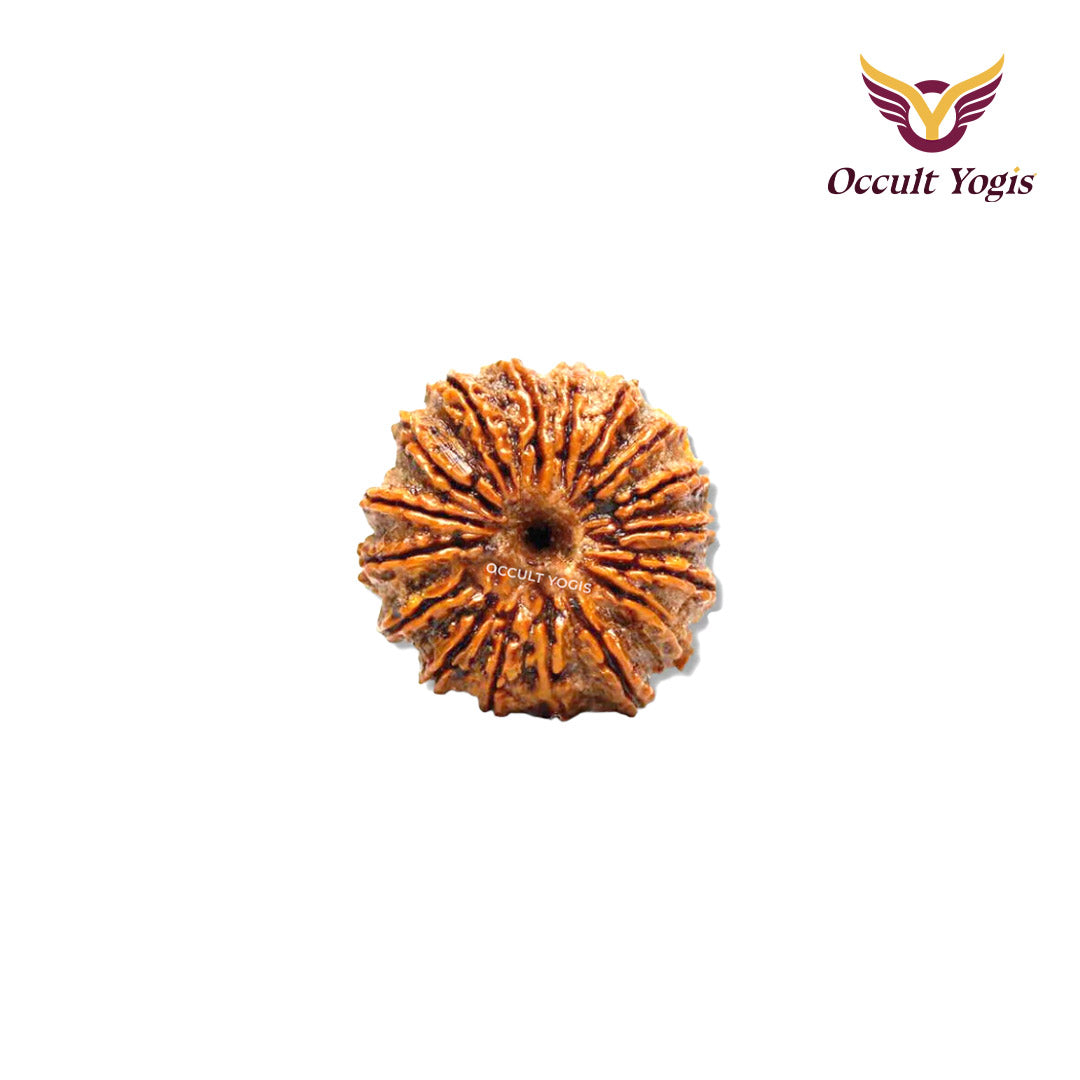 18 Mukhi Indonesian Rudraksha