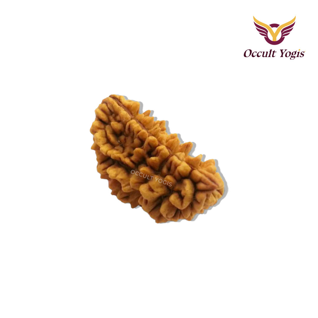 1 Mukhi Rudraksha