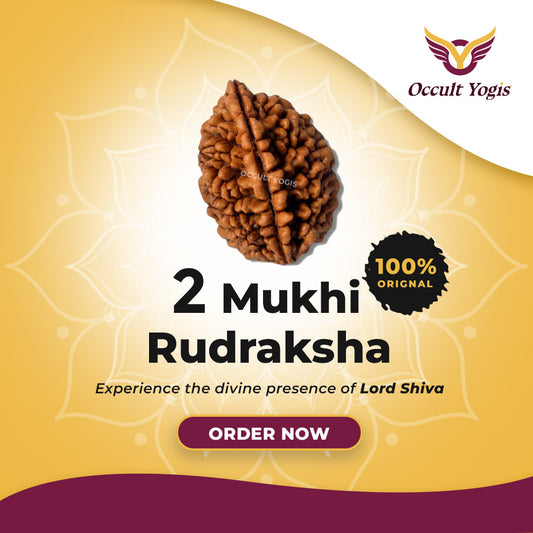 2 Mukhi Rudraksha