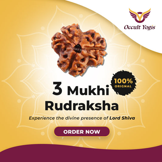 3 Mukhi Rudraksha