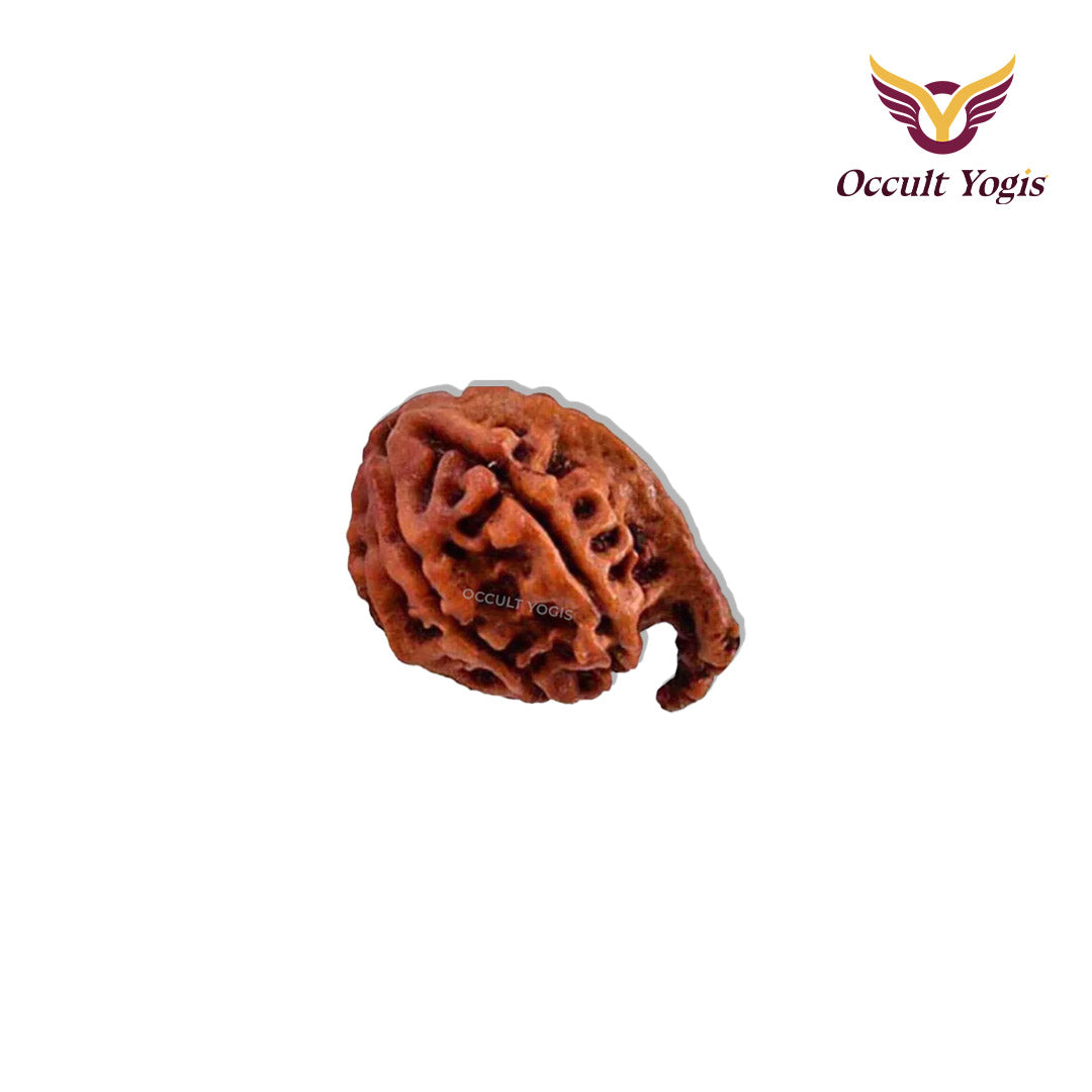 Ganesh Rudraksha