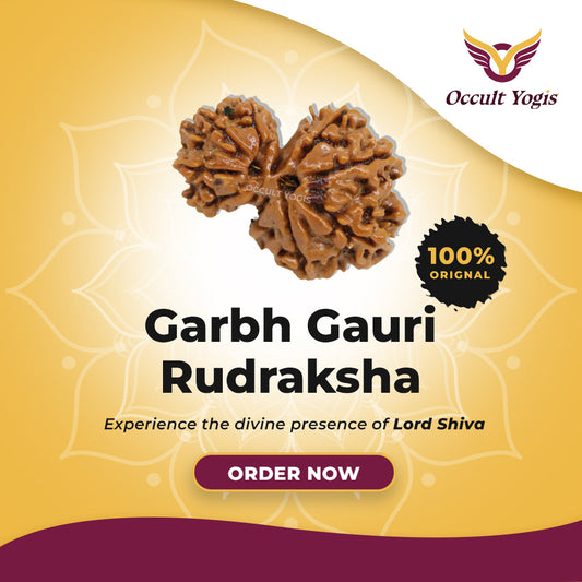 Garbh Gauri Rudraksha
