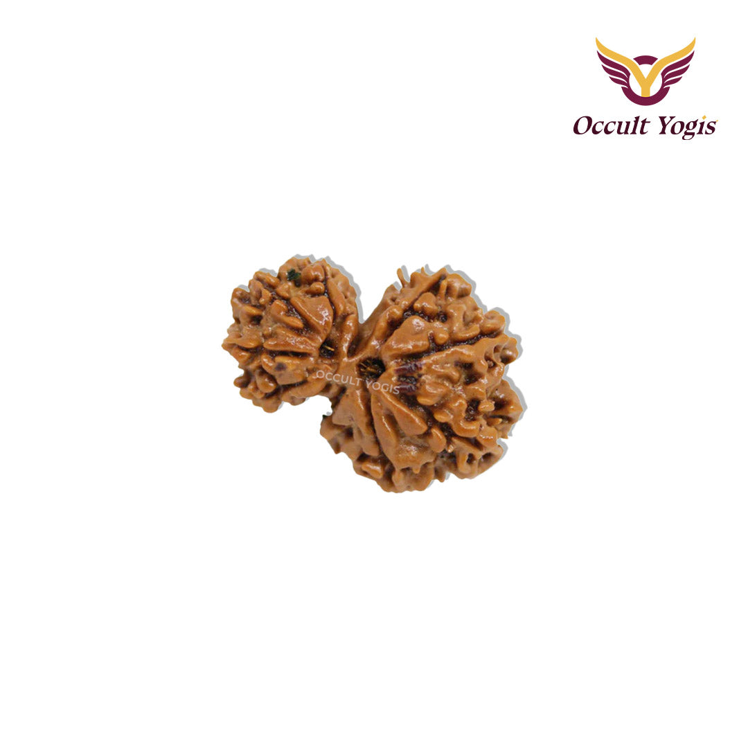 Garbh Gauri Rudraksha